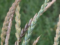 Triticum spelta 3, Spelt, Saxifraga-Rutger Barendse