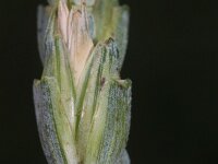 Triticum spelta 4, Spelt, Saxifraga-Rutger Barendse