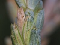 Triticum spelta 5, Spelt, Saxifraga-Rutger Barendse