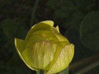 Trollius europaeus 10, Saxifraga-Marijke Verhagen