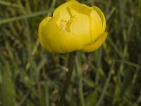 Trollius europaeus 11, Saxifraga-Jan van der Straaten