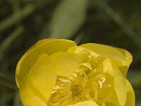 Trollius europaeus 12, Saxifraga-Jan van der Straaten