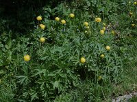 Trollius europaeus 13, Saxifraga-Willem van Kruijsbergen