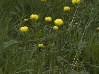 Trollius europaeus 14, Saxifraga-Willem van Kruijsbergen