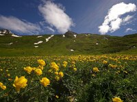 Trollius europaeus 15, Foto Fitis-Sytske Dijksen