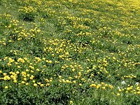 Trollius europaeus 16, Saxifraga-Jan van der Straaten