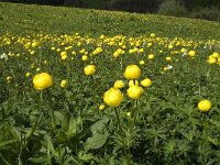 Trollius europaeus 17, Saxifraga-Jan van der Straaten