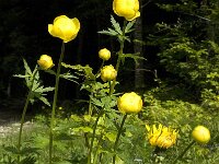 Trollius europaeus 18, Saxifraga-Jan van der Straaten