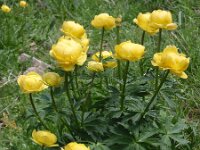Trollius europaeus 19, Saxifraga-Jan Willem Jongepier