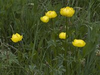 Trollius europaeus 2, Saxifraga-Willem van Kruijsbergen
