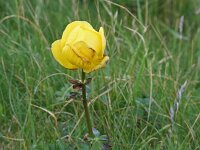 Trollius europaeus 20, Saxifraga-Jeroen Willemsen