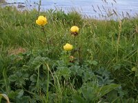 Trollius europaeus 21, Saxifraga-Jeroen Willemsen