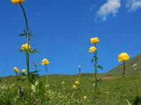 Trollius europaeus 22, Saxifraga-Ed Stikvoort