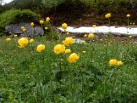 Trollius europaeus 23, Saxifraga-Ed Stikvoort