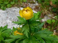 Trollius europaeus 24, Saxifraga-Ed Stikvoort