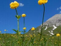 Trollius europaeus 25, Saxifraga-Ed Stikvoort