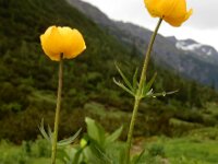 Trollius europaeus 26, Saxifraga-Ed Stikvoort