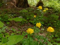 Trollius europaeus 28, Saxifraga-Ed Stikvoort