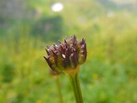 Trollius europaeus 29, Saxifraga-Ed Stikvoort