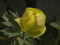 Trollius europaeus 3, Saxifraga-Marijke Verhagen