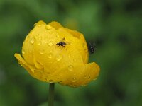 Trollius europaeus 31, Saxifraga-Hans Dekker