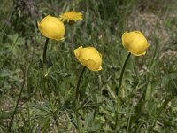 Trollius europaeus 32, Saxifraga-Willem van Kruijsbergen