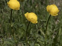 Trollius europaeus 33, Saxifraga-Willem van Kruijsbergen