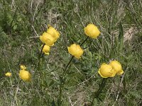 Trollius europaeus 34, Saxifraga-Willem van Kruijsbergen