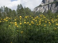 Trollius europaeus 35, Saxifraga-Willem van Kruijsbergen