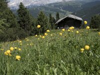 Trollius europaeus 36, Saxifraga-Willem van Kruijsbergen