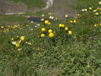 Trollius europaeus 37, Saxifraga-Annemiek Bouwman