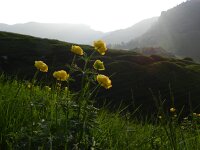 Trollius europaeus 38, Saxifraga-Rutger Barendse
