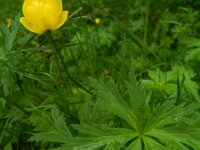 Trollius europaeus 39, Saxifraga-Rutger Barendse