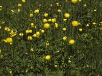 Trollius europaeus 4, Saxifraga-Jan van der Straaten