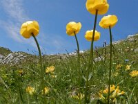 Trollius europaeus 40, Saxifraga-Ed Stikvoort