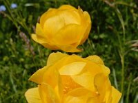 Trollius europaeus 41, Saxifraga-Ed Stikvoort