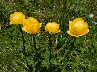 Trollius europaeus 42, Saxifraga-Ed Stikvoort
