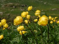 Trollius europaeus 43, Saxifraga-Harry Jans