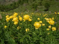 Trollius europaeus 44, Saxifraga-Harry Jans