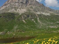 Trollius europaeus 45, Saxifraga-Harry Jans