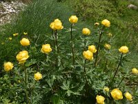 Trollius europaeus 46, Saxifraga-Harry Jans