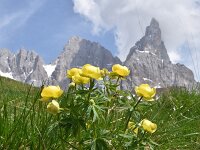 Trollius europaeus 47, Saxifraga-Harry Jans