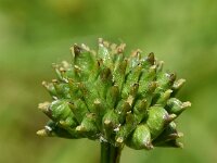 Trollius europaeus 48, Saxifraga-Sonja Bouwman  Europese trollius - Trollius europaeus - Ranunculaceae familie