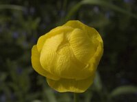 Trollius europaeus 5, Saxifraga-Jan van der Straaten