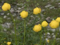 Trollius europaeus 53, Saxifraga-Willem van Kruijsbergen