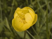 Trollius europaeus 6, Saxifraga-Jan van der Straaten