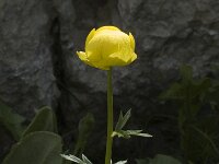 Trollius europaeus 7, Saxifraga-Marijke Verhagen