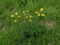Trollius europaeus 8, Saxifraga-Willem van Kruijsbergen
