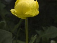 Trollius europaeus 9, Saxifraga-Marijke Verhagen
