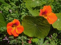 Tropaeolum majus 10, Oost-Indische kers, Saxifraga-Ed Stikvoort